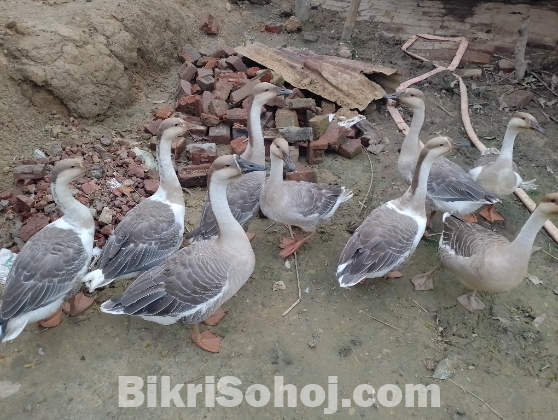 রাজ হাস